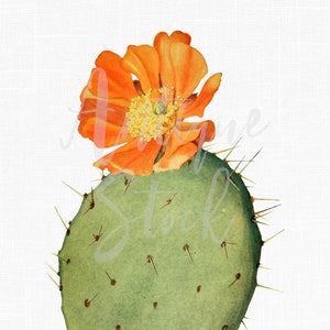 Cactus Clip Art "Nopal de Cerro" Vecchia illustrazione botanica stampabile Immagini PNG e JPG per decoupage, artigianato, progettazione grafica, collage...