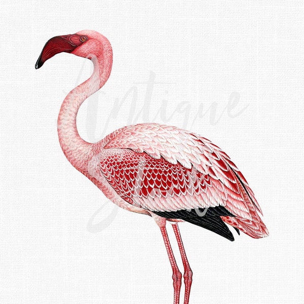 Clipart "Flamingo" Vintage Image, Printable Pink Flamingo Digital Download for Sublimation, Crafts, Wall Art, Collages, Transfers...