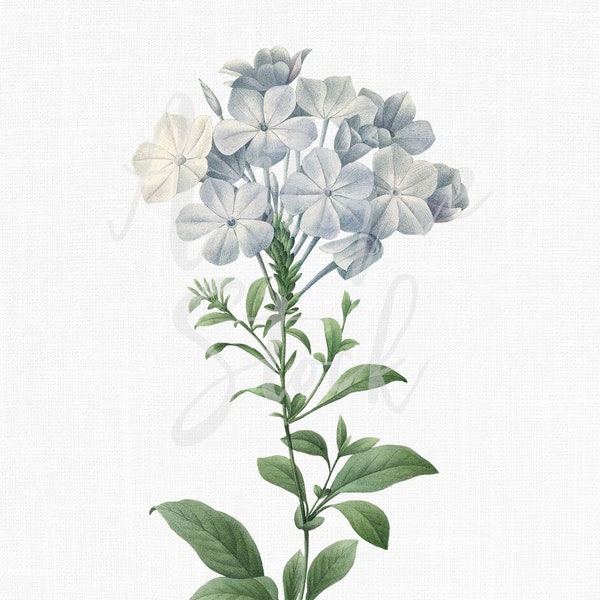 Blue Flower Clipart, Botanical Illustration "Blue Plumbago" Digital Instant Download for Invitations, Wall Art, Scrapbook, Collage, Print...