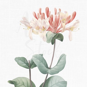 Clipart fleur « chèvrefeuille italien » illustration botanique imprimable pour faire-parts, découpage, créations en papier, conception graphique...