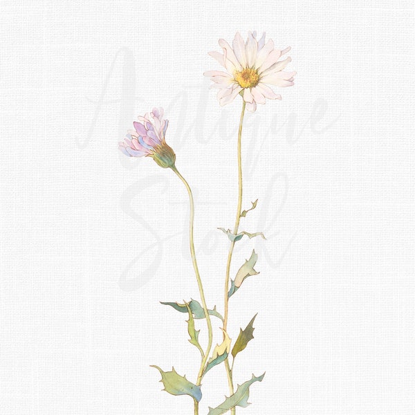Flowers Clipart "Mojave-aster" Botanical Illustration Digital Download Image for Invitations, Crafts, Collages...