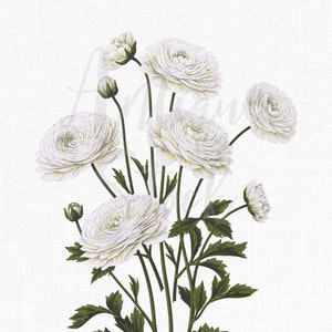 Flowers Clipart &quot;White Buttercups&quot; Ranunculus Botanical Illustration Instant Download Image for Wall Art, Scrapbook, Collages, DIY Crafts...