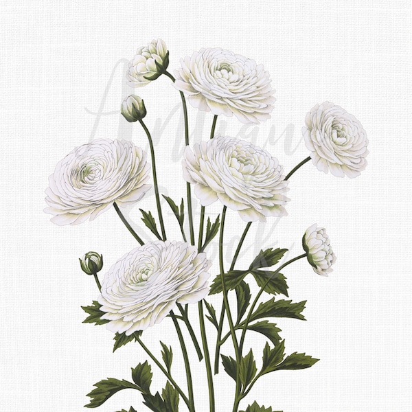 Flowers Clipart "White Buttercups" Ranunculus Botanical Illustration Instant Download Image for Wall Art, Scrapbook, Collages, DIY Crafts...