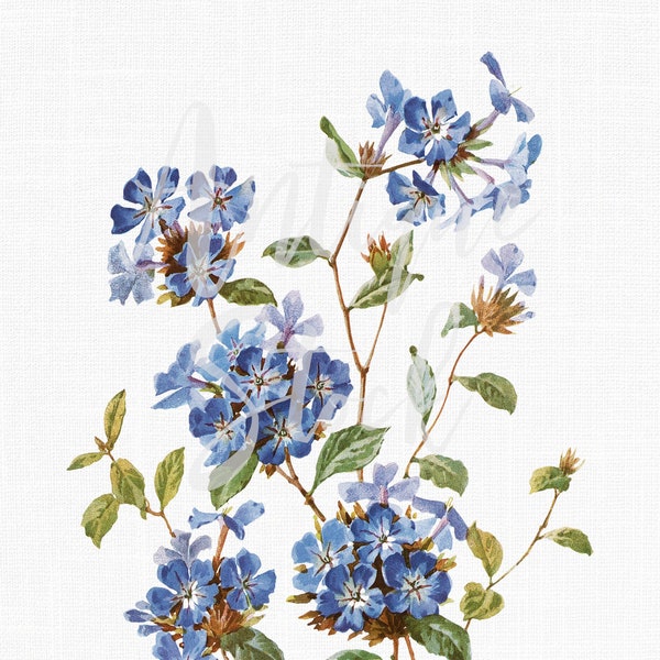 Flowers Clipart "Chinese Plumbago" Botanical Art Digital Download for Wall Art Prints, Wedding Invitations, Collages, Crafts...