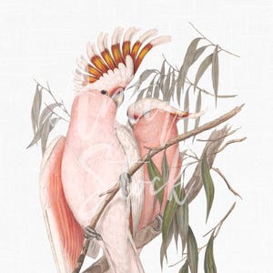 Immagine PNG Uccelli vintage "Cacatua rosa" Illustrazione botanica da scaricare digitalmente per decorazioni murali, artigianato, scrapbooking, stampa su tessuto...