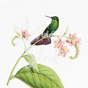 Bird Clipart "Tyrian Metaltail" Botanical Illustration Printable Image for Invitations, Scrapbook, Prints, Collages, Crafts...