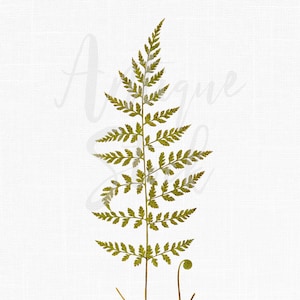 Fern Clipart « Fragile Fern » Feuille Botanique Illustration Téléchargement numérique pour décoration murale, Collages, Scrapbook, Découpage...