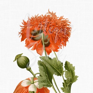 Clipart fleur « coquelicot à opium rouge » illustration botanique vintage à télécharger pour décalcomanies, collages, impressions d'art mural, album de scrapbooking...