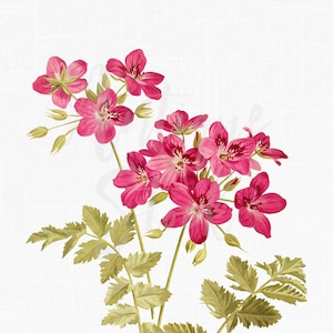 "Rosa Blumen Clipart, botanische Illustration PNG ""Reiher's Bill"" digitaler Download transparenter Hintergrund für Scrapbook, Collagen, Kunsthandwerk ..."