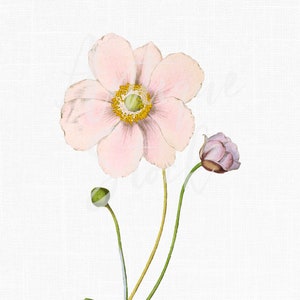 Clipart fleur rose, illustration imprimable « Anemone elegans » clipart botanique pour mariage, faire-part, scrapbooking, impressions d'art mural...