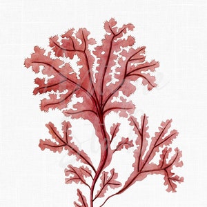 Seaweed Clip Art, Digital Download "Rhodophyta" Vintage Illustration PNG / JPG Image for Wall Decor, Crafts, Collages...