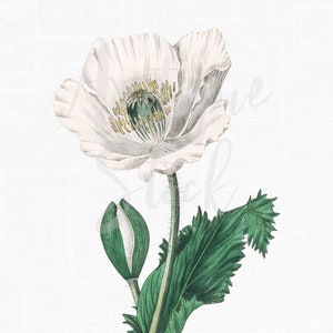 Imagem de flor branca, ilustração botânica PNG "White Opium Poppy" Download digital para scrapbooking, artesanato em papel, convites de casamento ...