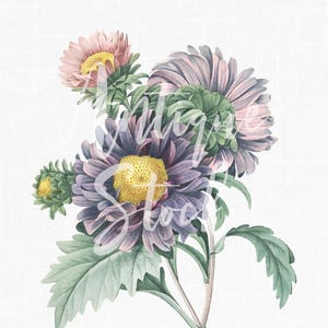 Może przedstawiać: Bukiet fioletowych i różowych astrów z zielonymi liśćmi. Kwiaty mają żółte środki.