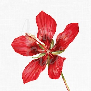ClipArt di fiori di ibisco "Scarlet Rosemallow" Illustrazione di download digitale per stampe, scrapbooking, collage, inviti, creazione di cartoline...