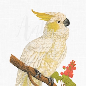 ClipArt di uccelli, illustrazione antica Download digitale "Cacatua dalla cresta gialla" per Scrapbooking, Collages, Graphic Design...