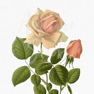 Op de afbeelding: Een vintage illustratie van een lichtroze roos met groene bladeren en stengels. De roos staat in volle bloei en heeft een delicate, vrouwelijke uitstraling.