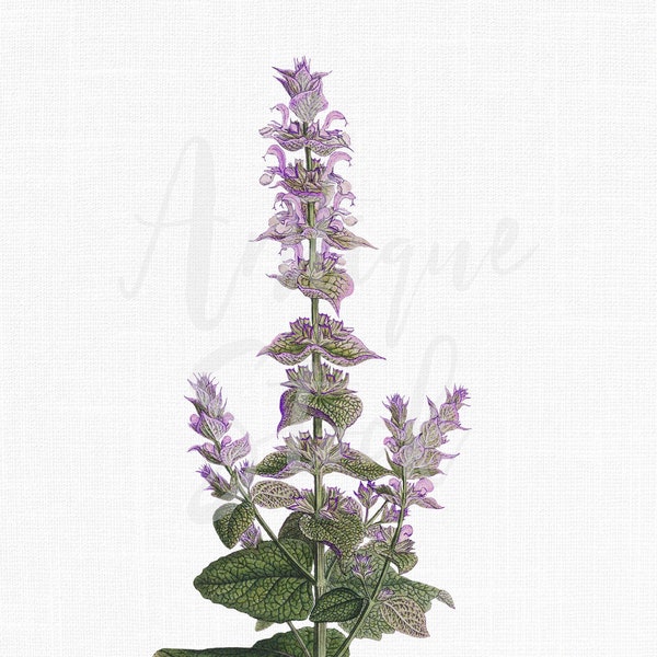 Salvia Plant Clipart, Botanical Illustration "Clary Sage" Digital Download PNG File for Wall Art Prints, Scrapbook, Collages...