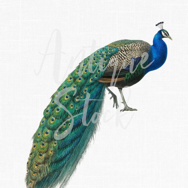 Bird Clip Art Vintage Peacock Image "Indian Peafowl" Ilustración de descarga digital para Scrapbooking, Collages, Invitaciones, Fabricación de tarjetas...