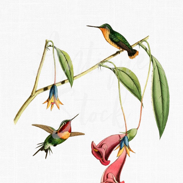 Hummingbird Digital Download, Bird Image "Little Woodstar" PNG / JPG Printable Files for Scrapbook, Decor, Collages, Crafts, Cards...