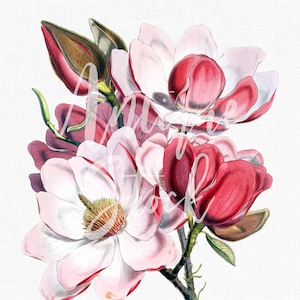 Ilustración botánica, flor rosa "Magnolia Campbellii", imprimible para invitaciones, decoupage, impresiones de arte mural...