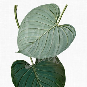 Foglie stampabili "Philodendron Eximium" Vintage, immagini PNG e JPG da scaricare digitalmente per lavoretti, inviti, collage...