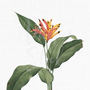 Illustration botanique PNG & JPG Fichiers « Fleur de perruche » Téléchargement numérique pour invitations, impressions d’art mural, collages, découpage...