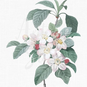 Illustration botanique, fleur PNG « Apple Tree Blossom » Clipart imprimable pour les invitations de mariage, scrapbooking, décor d’art mural...