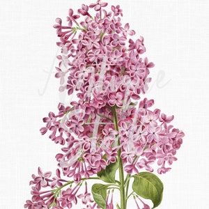 Ilustración botánica de flor "Lila rosa", descarga instantánea para invitaciones, manualidades, collages y decoración de pared.