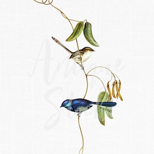 Printable PNG, Vintage Bird Clipart, Digital Download "Splendid Fairywren" Image for Wedding Invitations, Scrapbook, Collages...