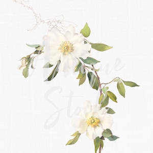 Flower Clipart "White Clematis" Botanical Illustration PNG and JPG Files for Wedding Invitations, Digital Prints, Collages, Card Making...