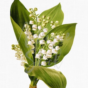 Clipart botanique fleurs blanches, fichiers imprimables « Muguets » en téléchargement numérique pour impressions, faire-part, collages, travaux manuels...