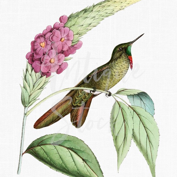 Vintage Hummingbird Image, Bird Illustration "Olivaceous Thornbill" Digital Download for Collages, Invitations, Crafts, Cards...