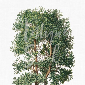 Druckbare botanische Kunst ""Sassafras Baum" alte Illustration, Sofort Download Bild für Scrapbook, Drucke, Collagen, Kunsthandwerk ..."