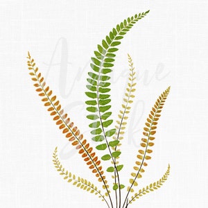 Fern Clipart « Maidenhair Spleenwort » Illustration botanique imprimable pour les invitations de mariage, l’artisanat, l’art mural, les collages, les transferts...