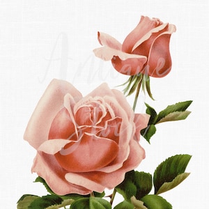 Tea Rose Image "J.L. Mock Rose" bloemen botanische illustratie digitale download voor collages, ambachten, huwelijksuitnodigingen...