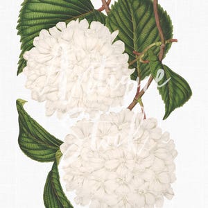 Illustrazione botanica "Palla di neve giapponese" Fiori bianchi vintage stampabile per realizzare cartoline, album di ritagli, inviti, collage, arte da parete...