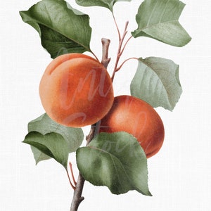 Apricot Digital Download &quot;Armenian Plum&quot; Botanical Illustration for Crafts, Prints, Shrink Paper, Collages, Tattoos...