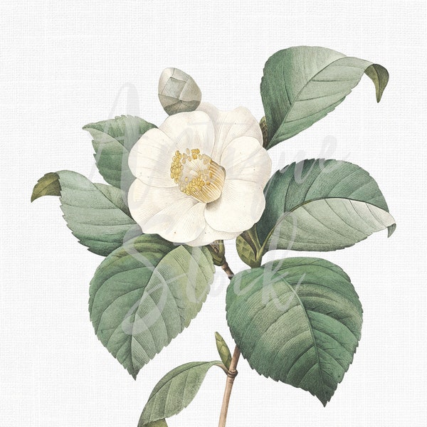 Vintage Flower Clip Art "White Camellia" Digital Download PNG and JPG Printable Images for Wedding Invitations, Prints, Edible Images...