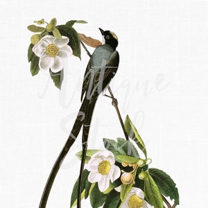 Image « Moucherolle à queue fourchue » Oiseau sur une branche en téléchargement numérique pour découpage, collages, cartes, albums de scrapbooking, faire-part, travaux manuels...
