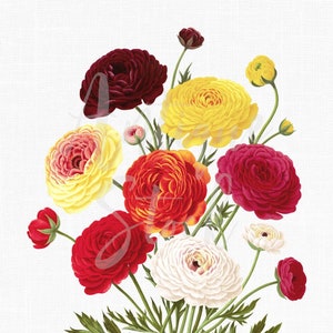 Flower Clipart &quot;Ranunculus Bouquet&quot; Botanical Illustration Digital Download Image for Wall Art Prints, Scrapbook, Collages, DIY Crafts...