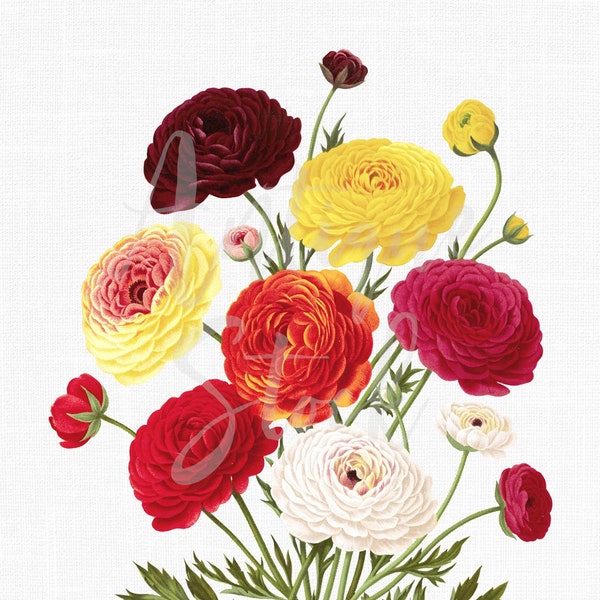 Flower Clipart "Ranunculus Bouquet" Botanical Illustration Digital Download Image for Wall Art Prints, Scrapbook, Collages, DIY Crafts...