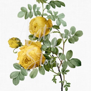 Clipart botanique « Rose soufre jaune » PNG et JPG Illustration en téléchargement numérique pour collages, impressions, invitations, travaux manuels...