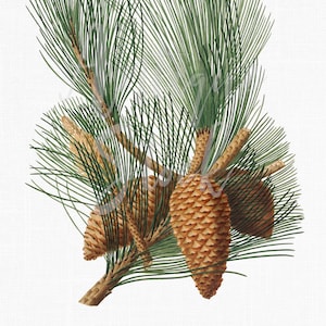 Clipart di ramo di pino "Pino marittimo", illustrazione botanica stampabile per lavoretti, decorazioni murali, collage, trasferimenti, scrapbooking...