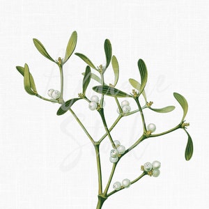 May include: A sprig of mistletoe with green leaves and white berries. The mistletoe is a traditional Christmas decoration.