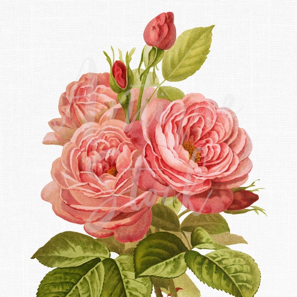 Pink Rose Clipart, Digital Image Instant Download "Rose La Vierzonnaise" Vintage Printable Art for Wall Art Decor, Crafts, Invitations...