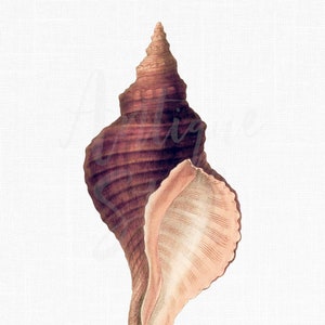 ClipArt di conchiglia di mare, arte vintage stampabile "Lumaca tulipano" Immagine di download istantaneo per scrapbook, decoupage...