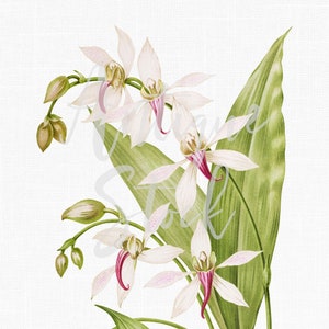 Flower Clipart Orchid Botanical Print « Thompsons Ancistrochilus » Téléchargement numérique pour invitations, design, impressions d’art mural, artisanat...
