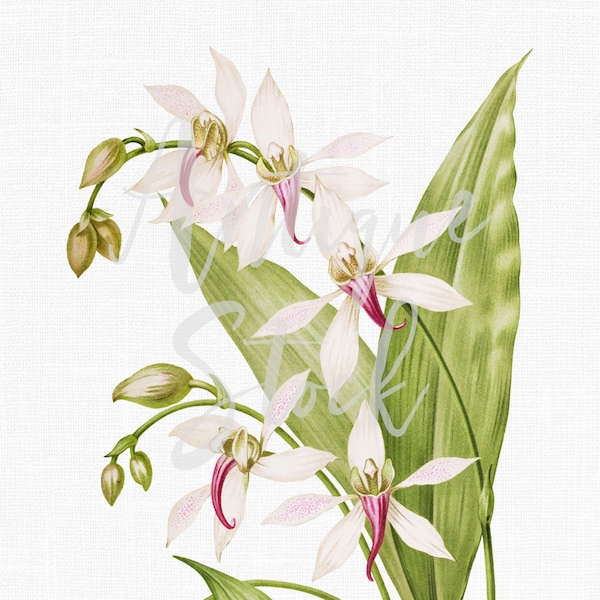 Flower Clipart Orchid Botanical Print « Thompsons Ancistrochilus » Téléchargement numérique pour invitations, design, impressions d’art mural, artisanat...