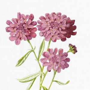 Clipart illustration botanique Candytuft PNG JPG vintage Art floral imprimable téléchargement plante antique Iberis umbellata dessin