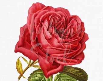 Flower Clipart "Single Red Rose" Botanical Illustration Clip Art Botanical Illustration for Sublimation, Invites, Crafts, Prints, Tattoos...
